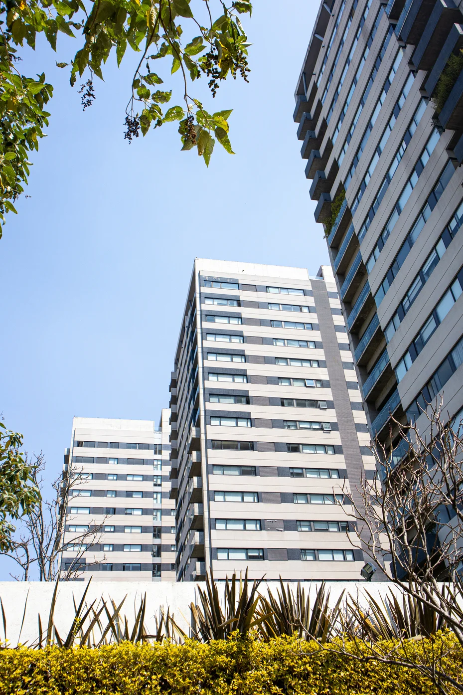 Image maranta_bosques 1