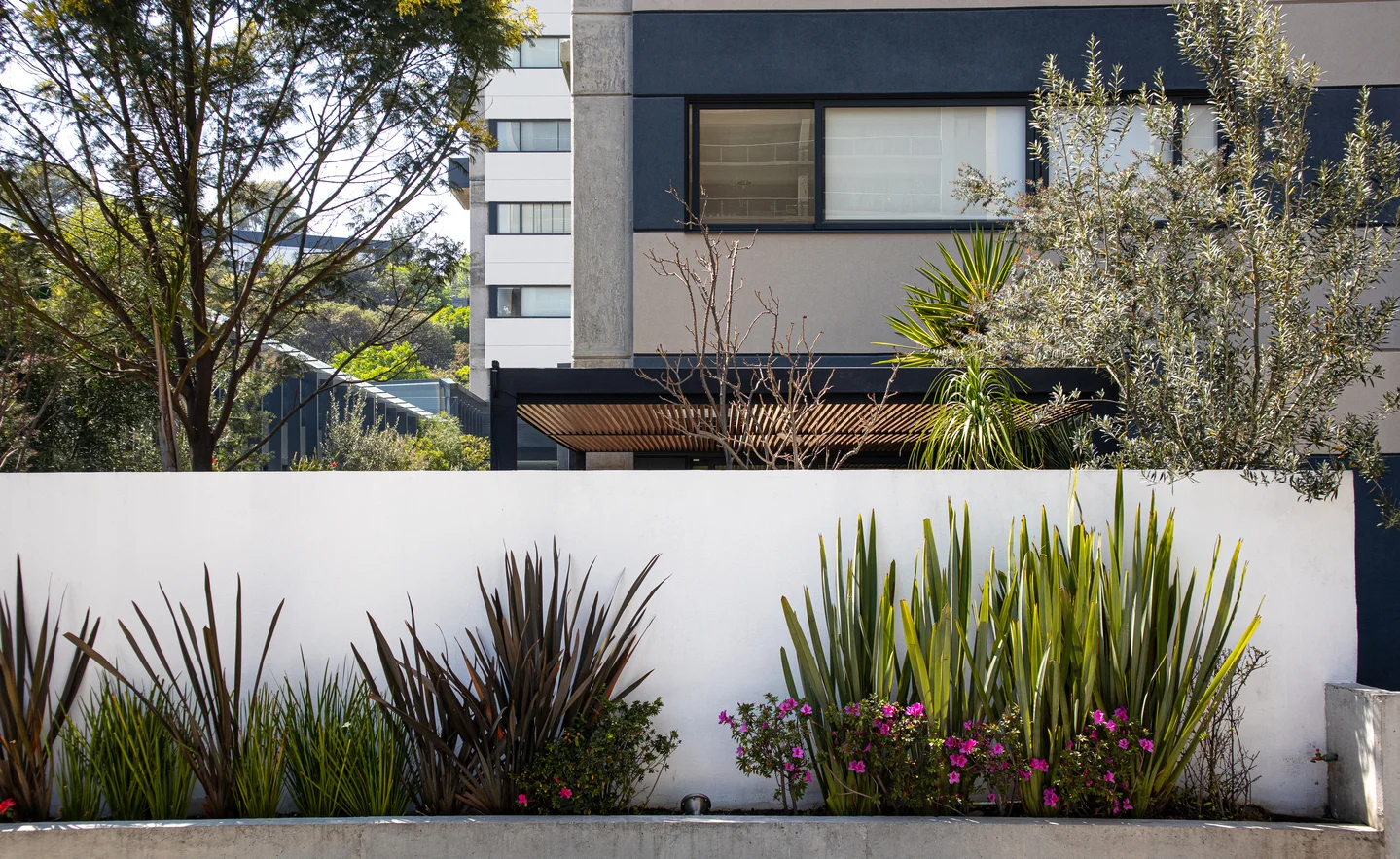 Image maranta_bosques 10