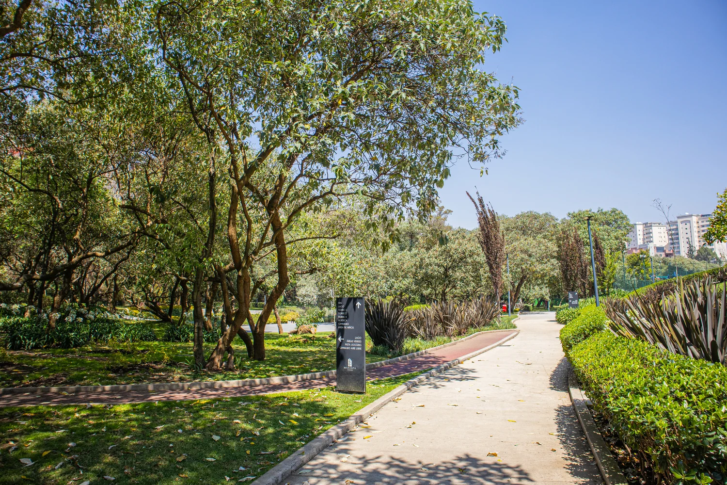 Image maranta_bosques 3