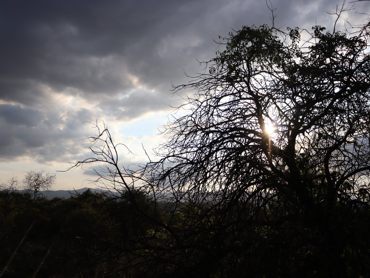Jardines de Pedregal