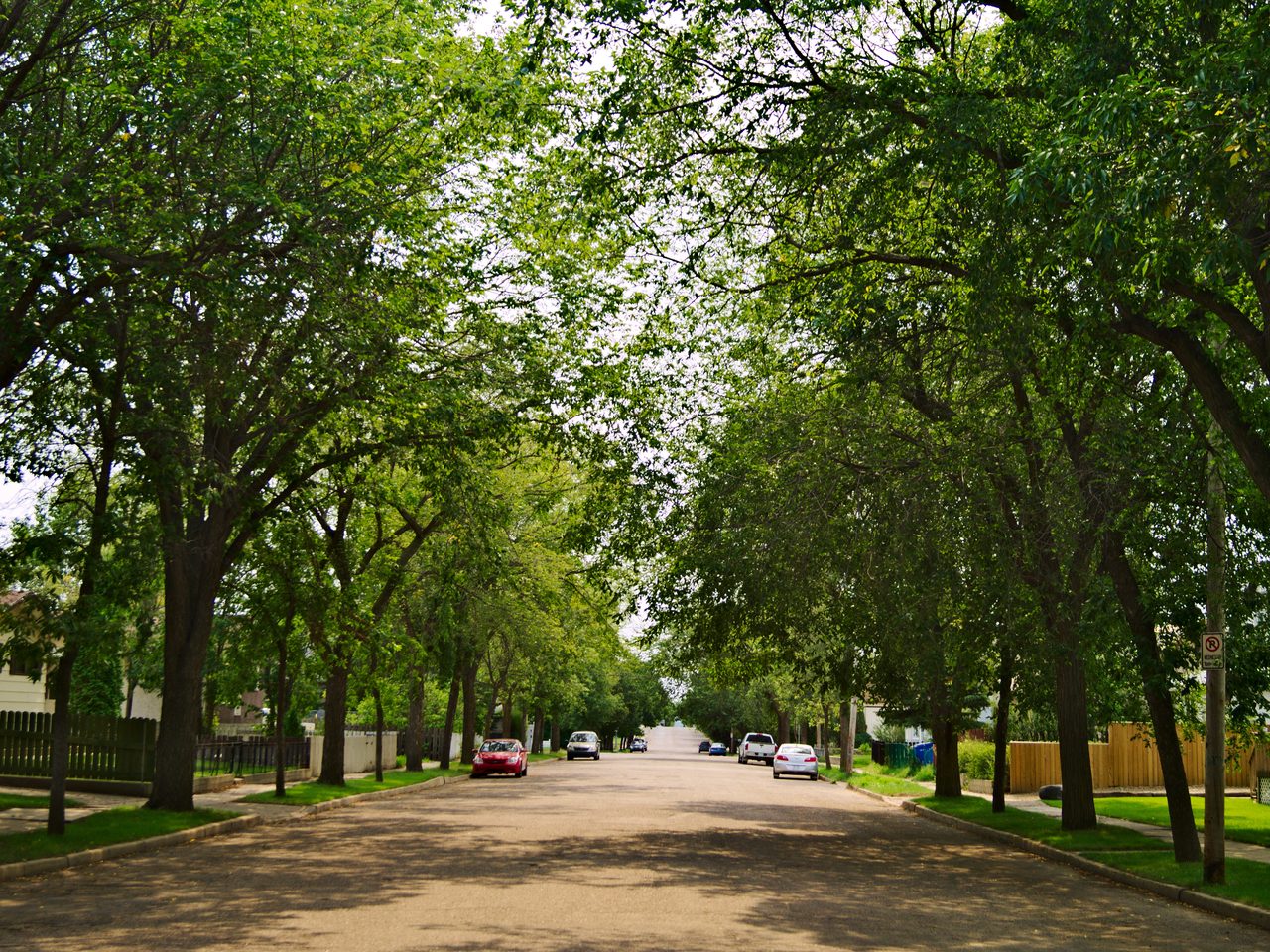 Pine Tree Park
